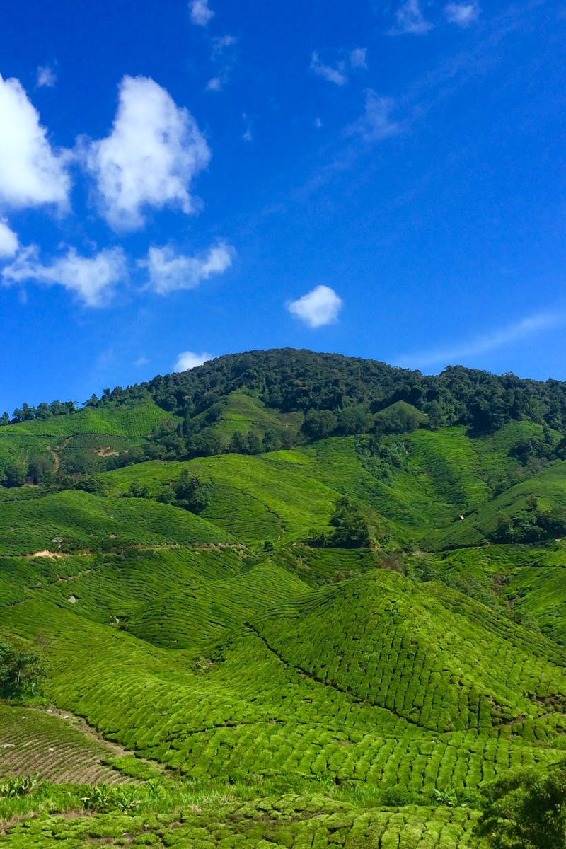 Vibrant green tea plantations spread across rolling hills in Cameron Highlands, Malaysia.