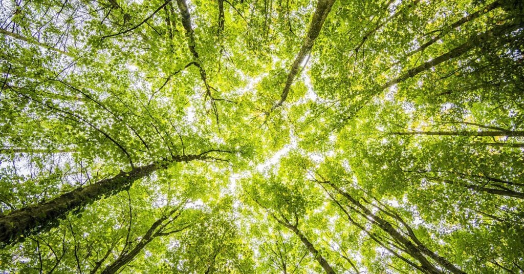 Looking up through the dense green canopy in a vibrant forest, showcasing nature's beauty.